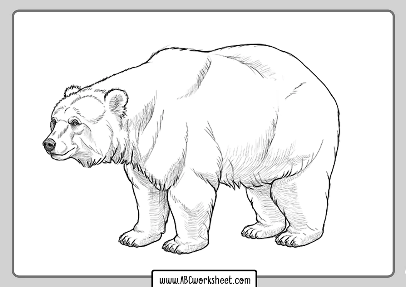 Рисунок медведя карандашом сбоку. Для срисовки
