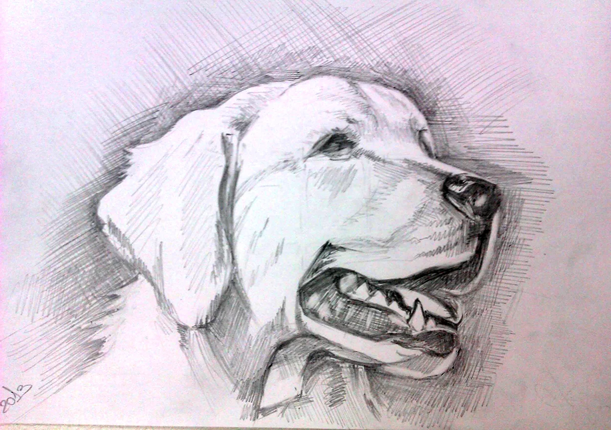 Рисунок на свободную тему собака. Красивое животное