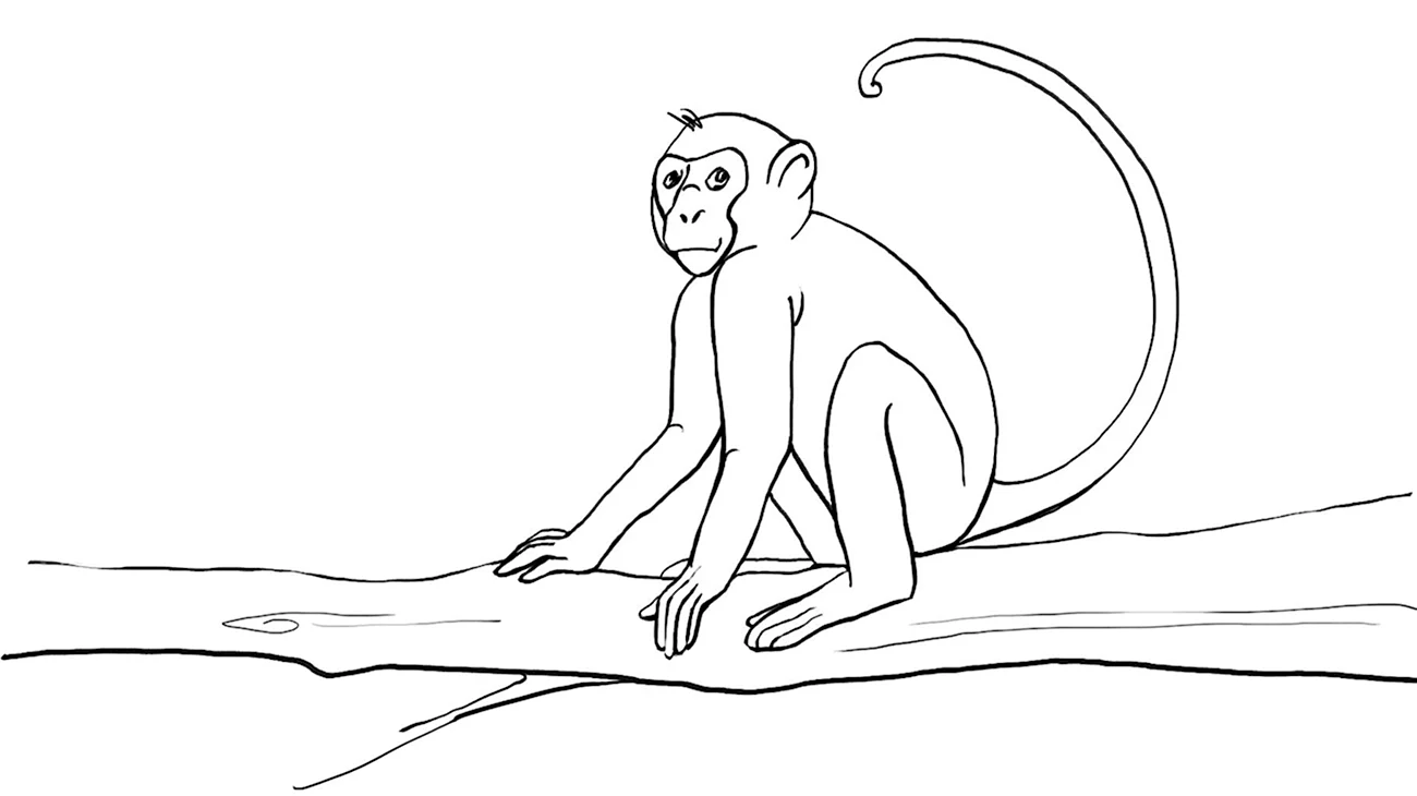 Рисунок обезьяны для срисовки. Для срисовки
