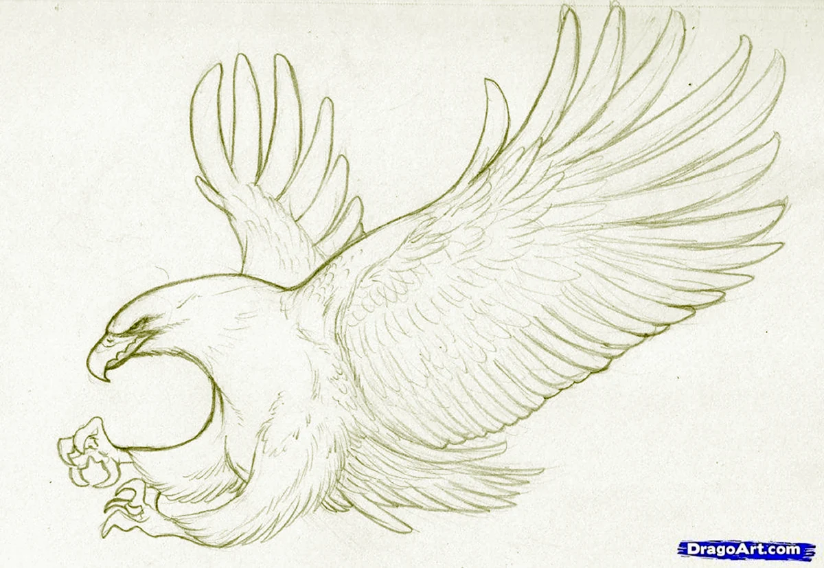 Рисунок орла для срисовки. Для срисовки