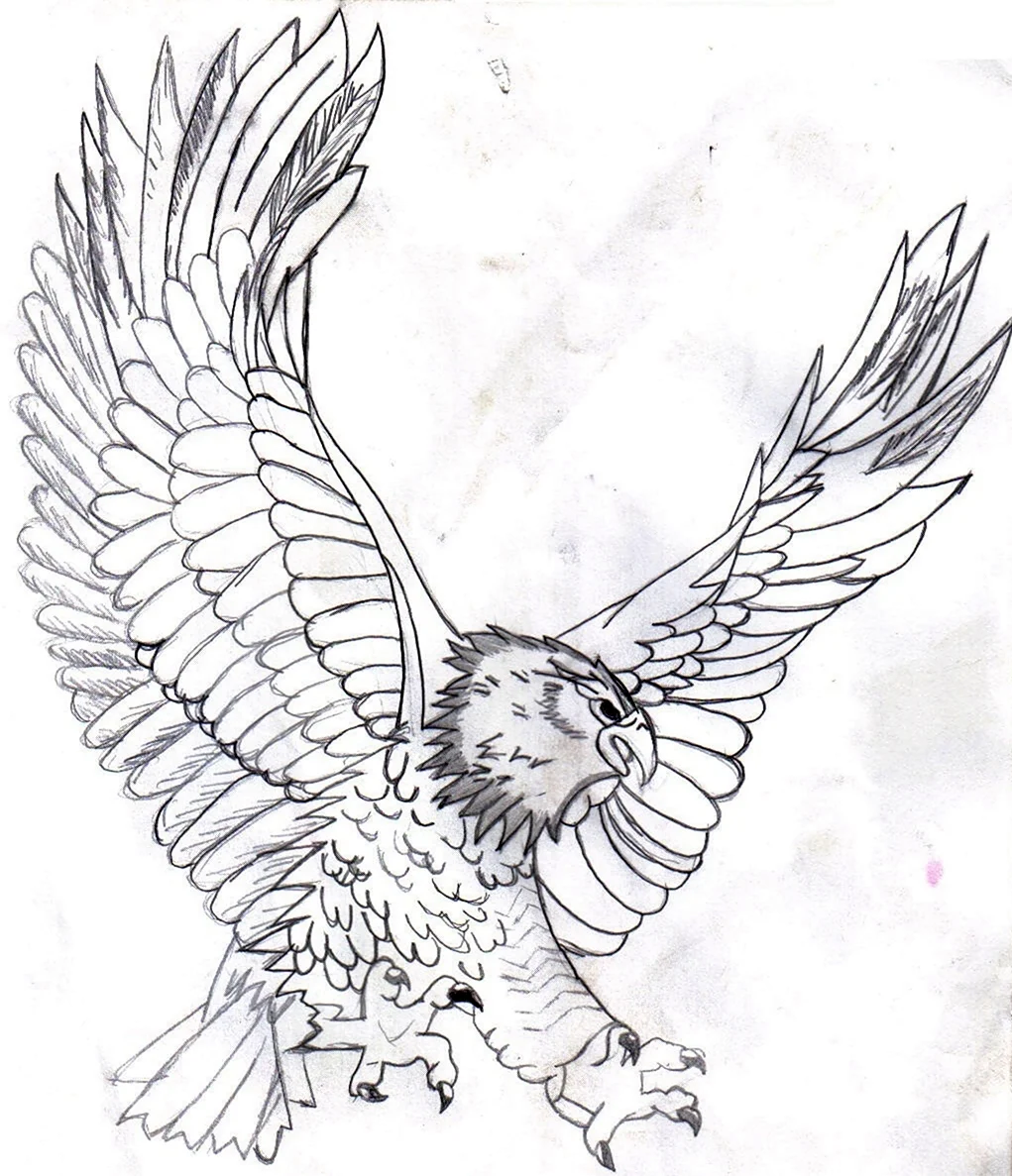 Рисунок орла карандашом для срисовки. Для срисовки