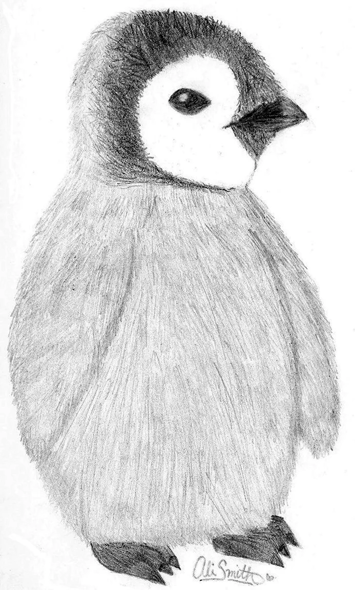 Рисунок пингвина для срисовки. Для срисовки