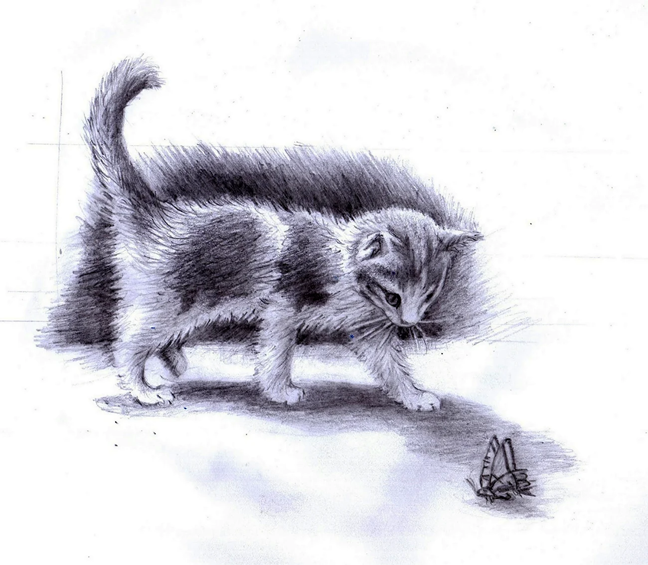 Рисунок пушистой кошки карандашом. Для срисовки