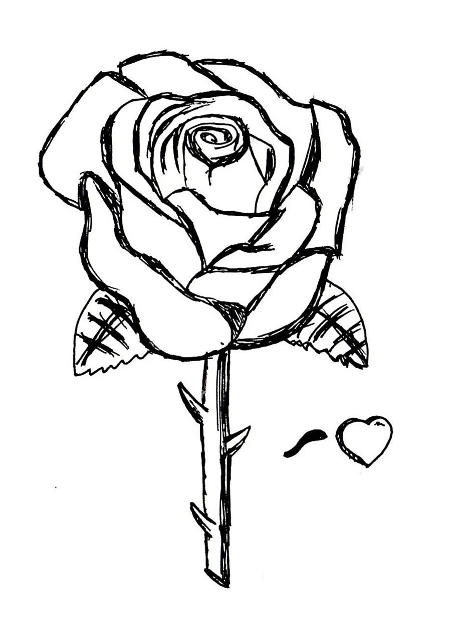 Рисунок розы для срисовки. Для срисовки
