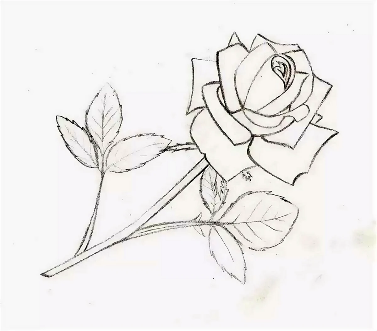 Рисунок розы карандашом для срисовки. Для срисовки