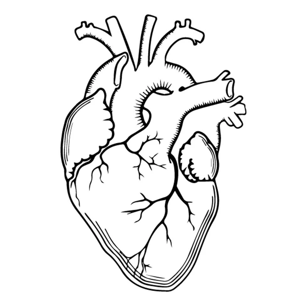 Рисунок сердца человека для срисовки. Для срисовки