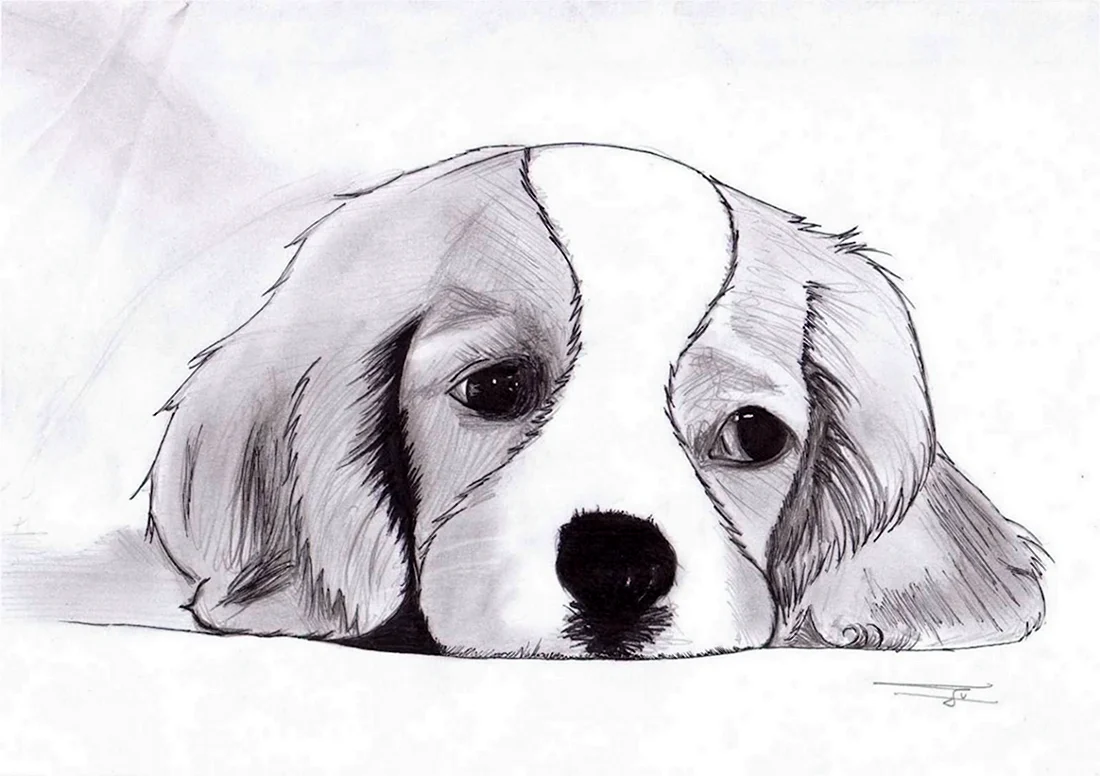 Рисунок щенка для срисовки. Красивые картинки животных
