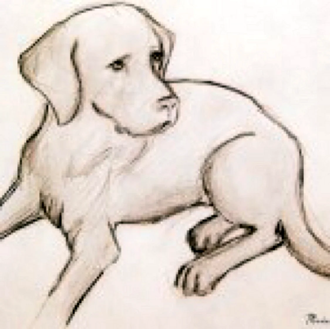 Рисунок собаки карандашом для срисовки. Красивое животное