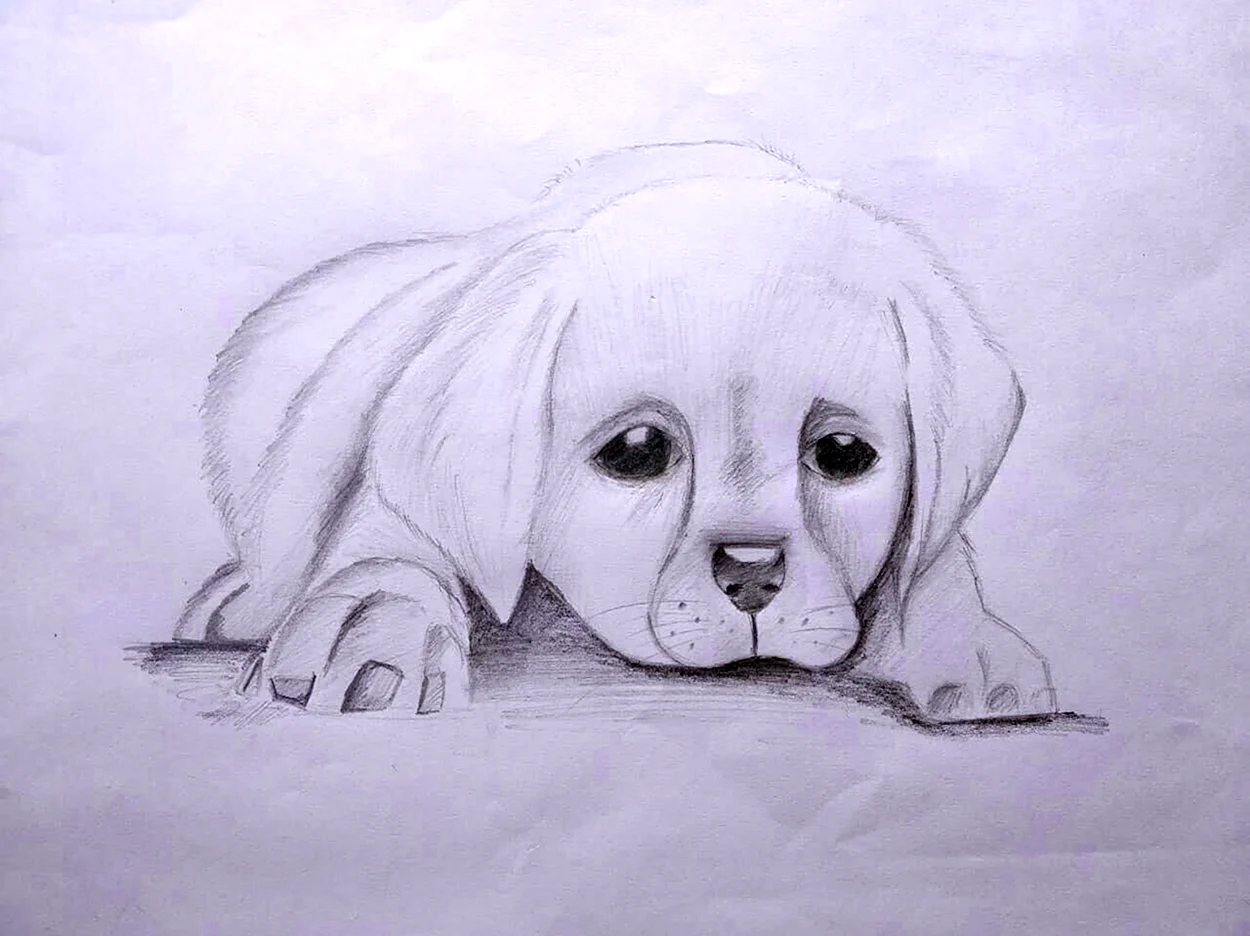 Рисунок собаки легкий. Красивое животное