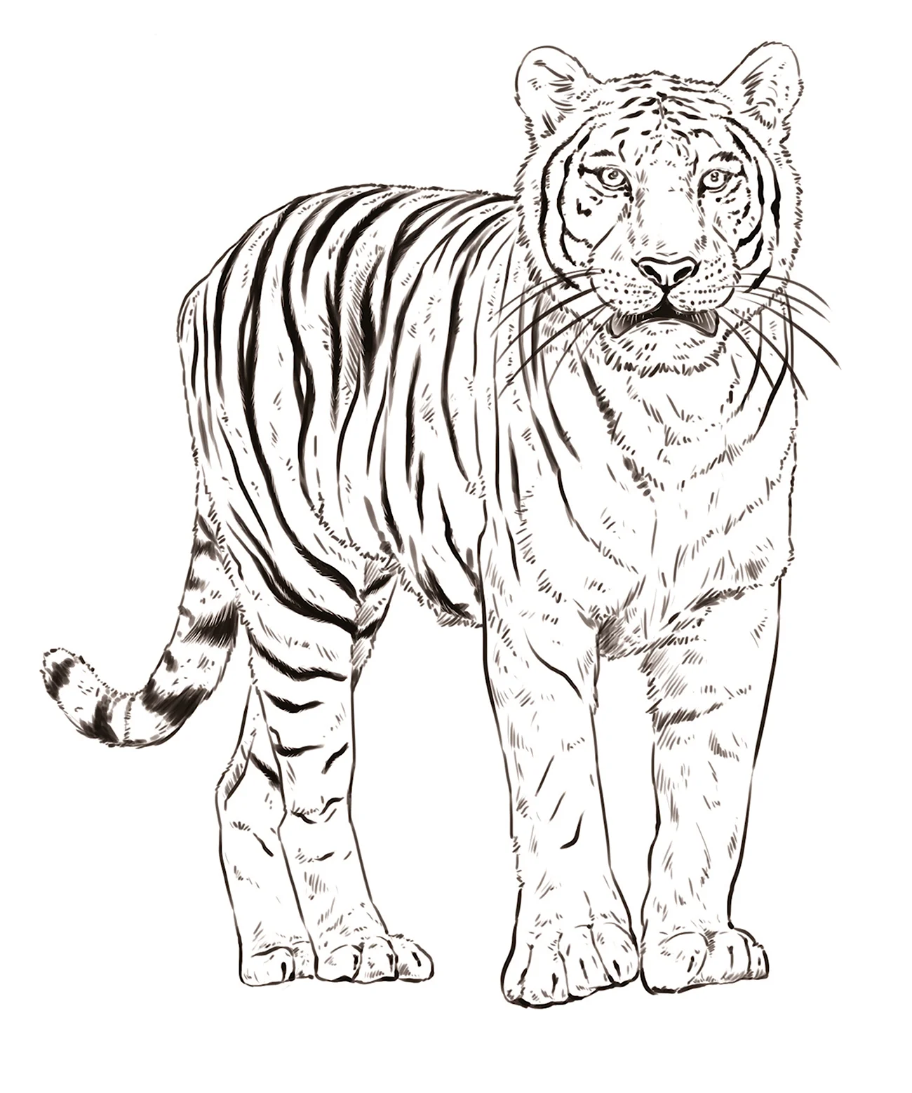 Рисунок тигра. Для срисовки