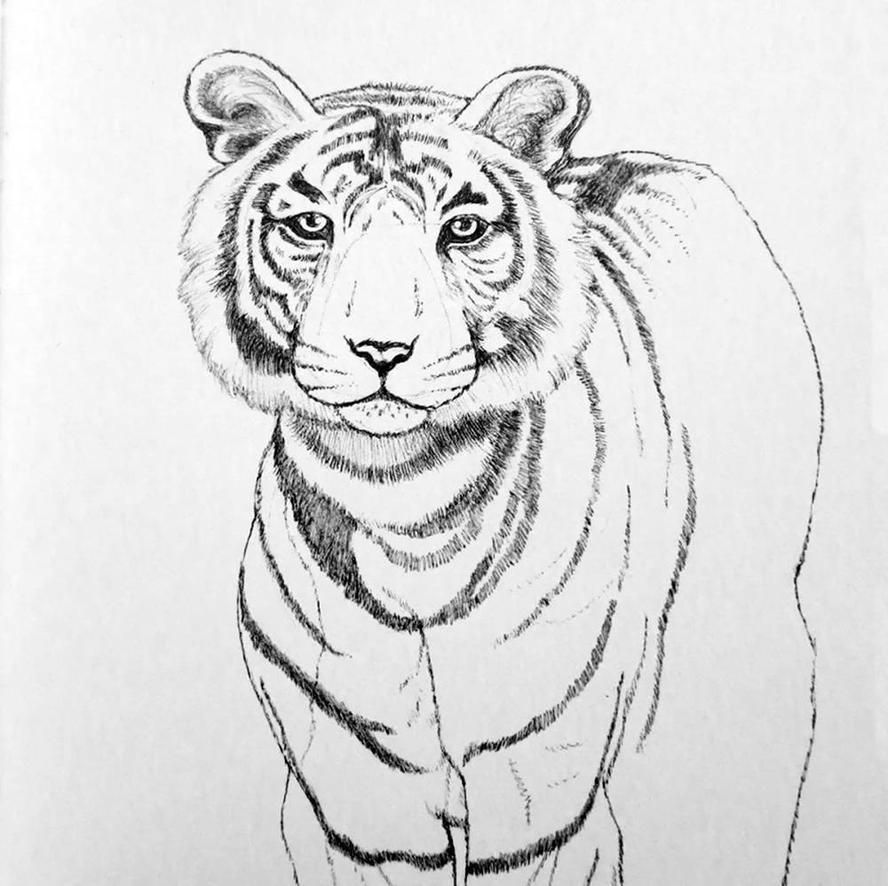 Рисунок тигра для срисовки легкие