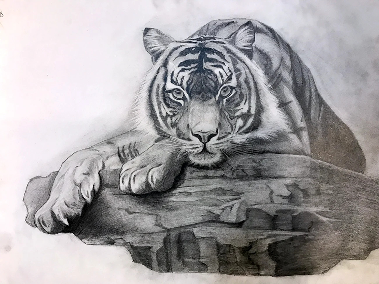 Рисунок тигра карандашом. Для срисовки