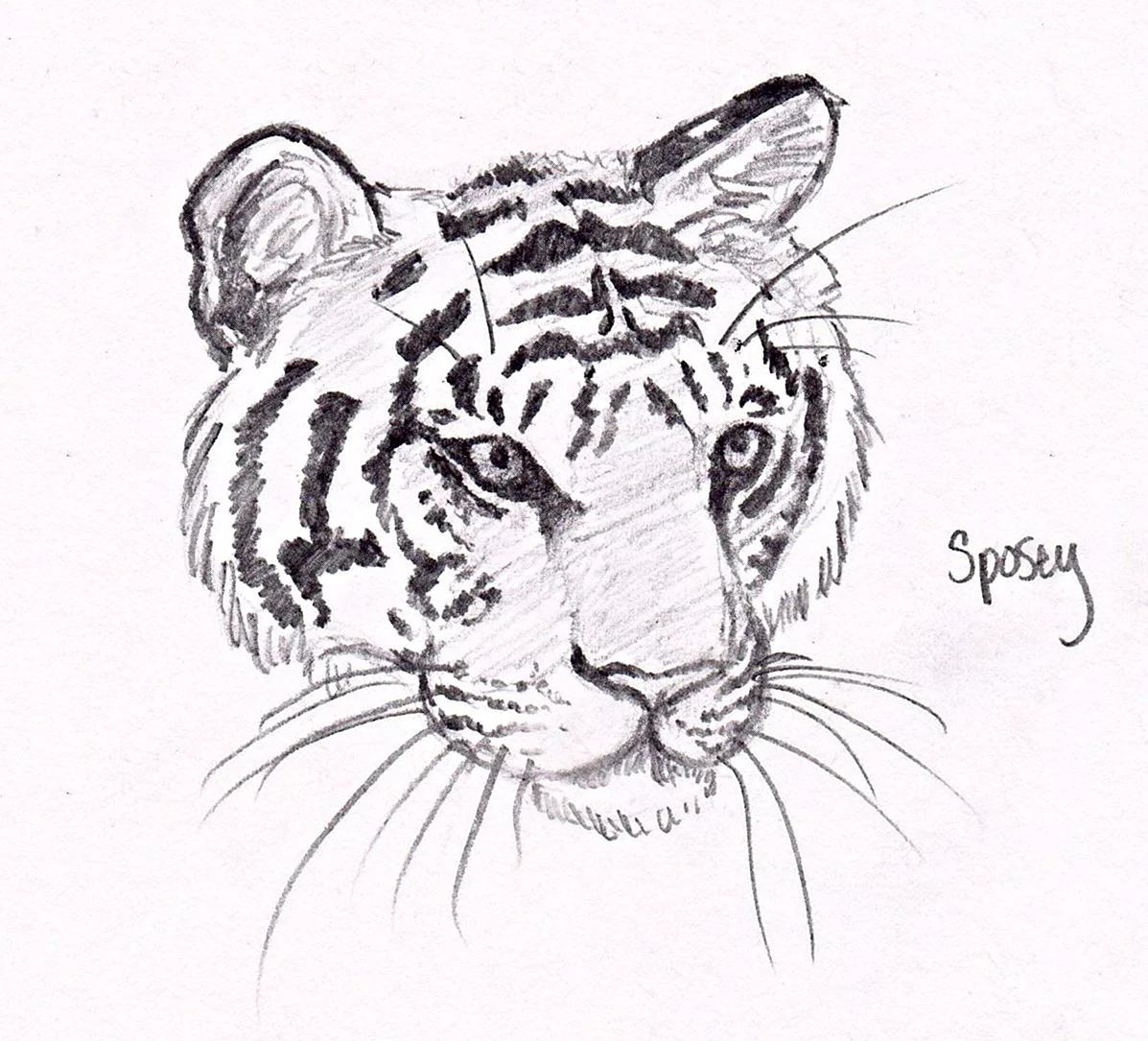 Рисунок тигра карандашом. Для срисовки