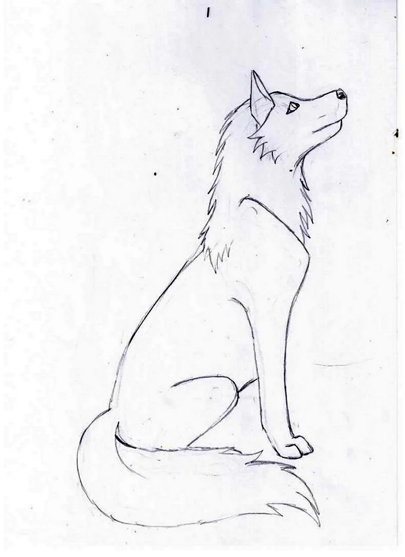 Рисунок волка карандашом для срисовки. Для срисовки