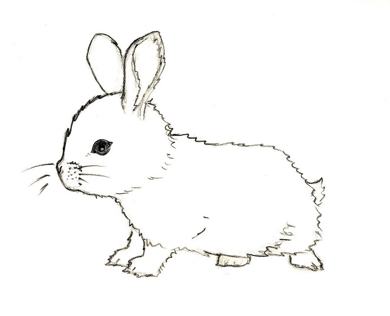 Рисунок зайца для срисовки. Для срисовки