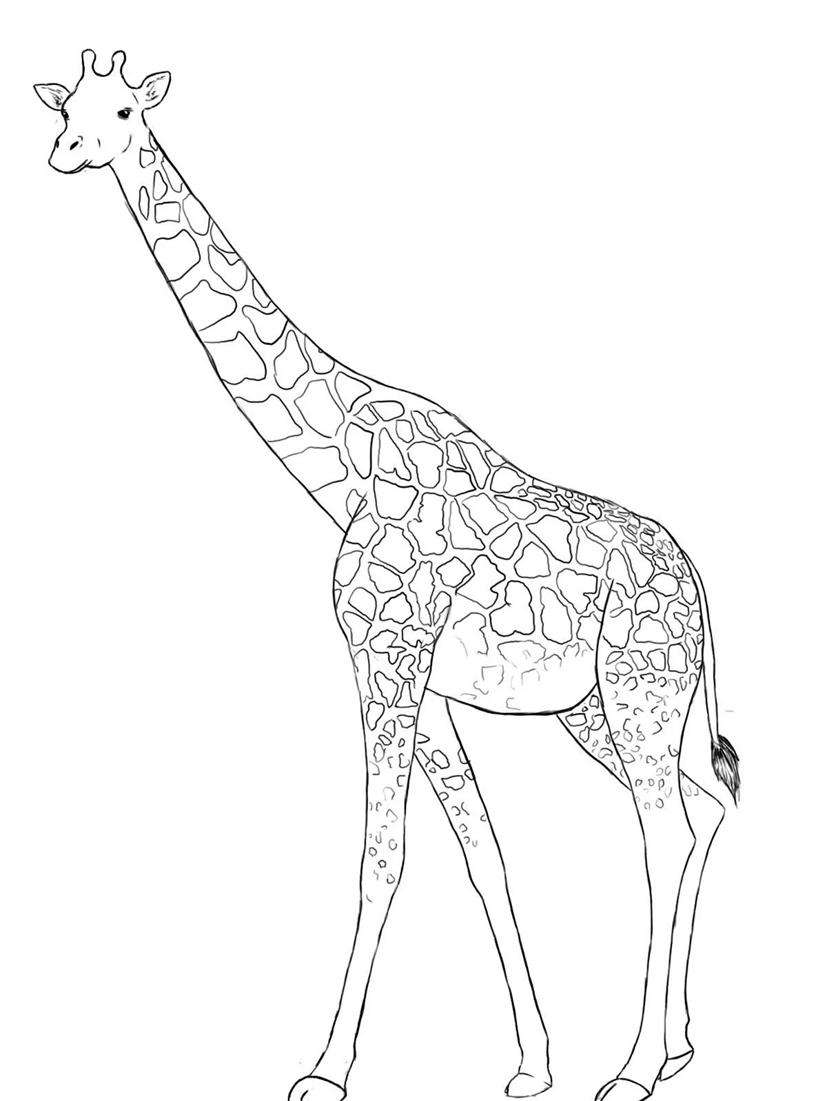 Рисунок жирафа. Для срисовки