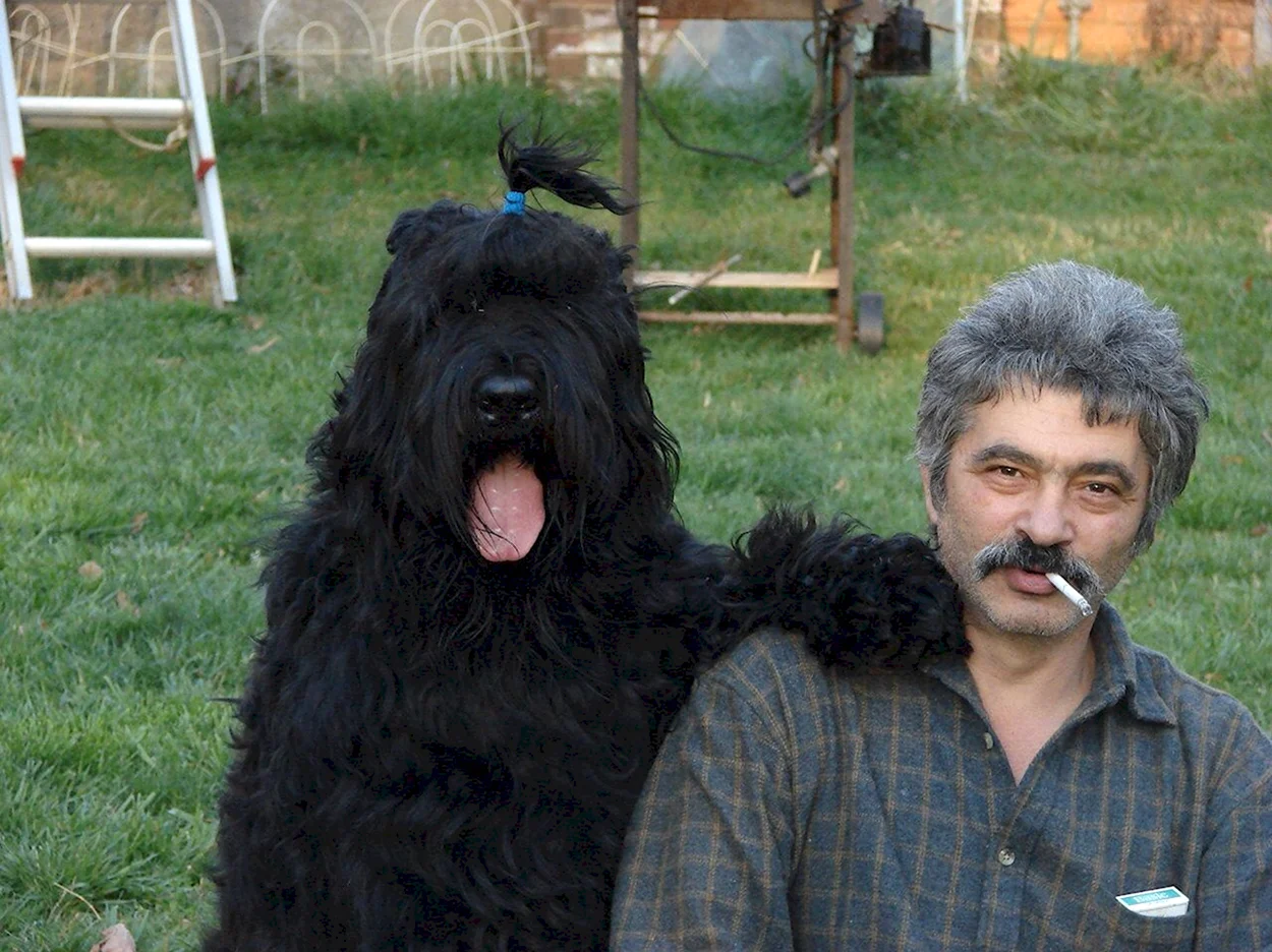 Ризеншнауцер собака Сталина. Красивое животное