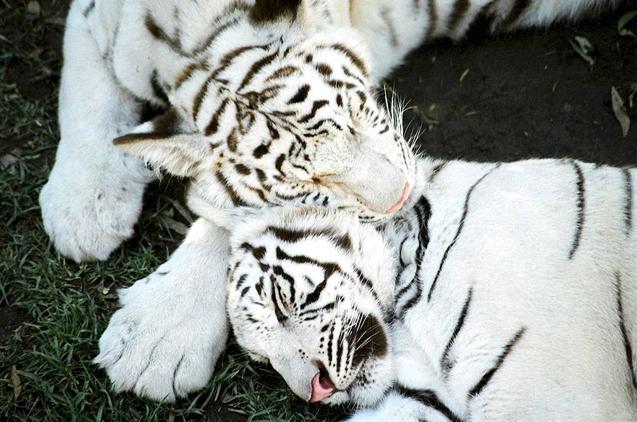 Роев ручей белый тигр. Картинка