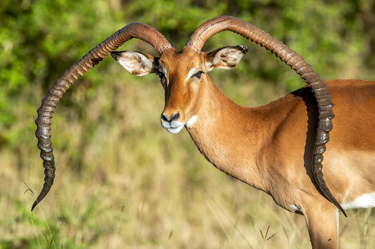 Рога антилопы Импала. Картинка