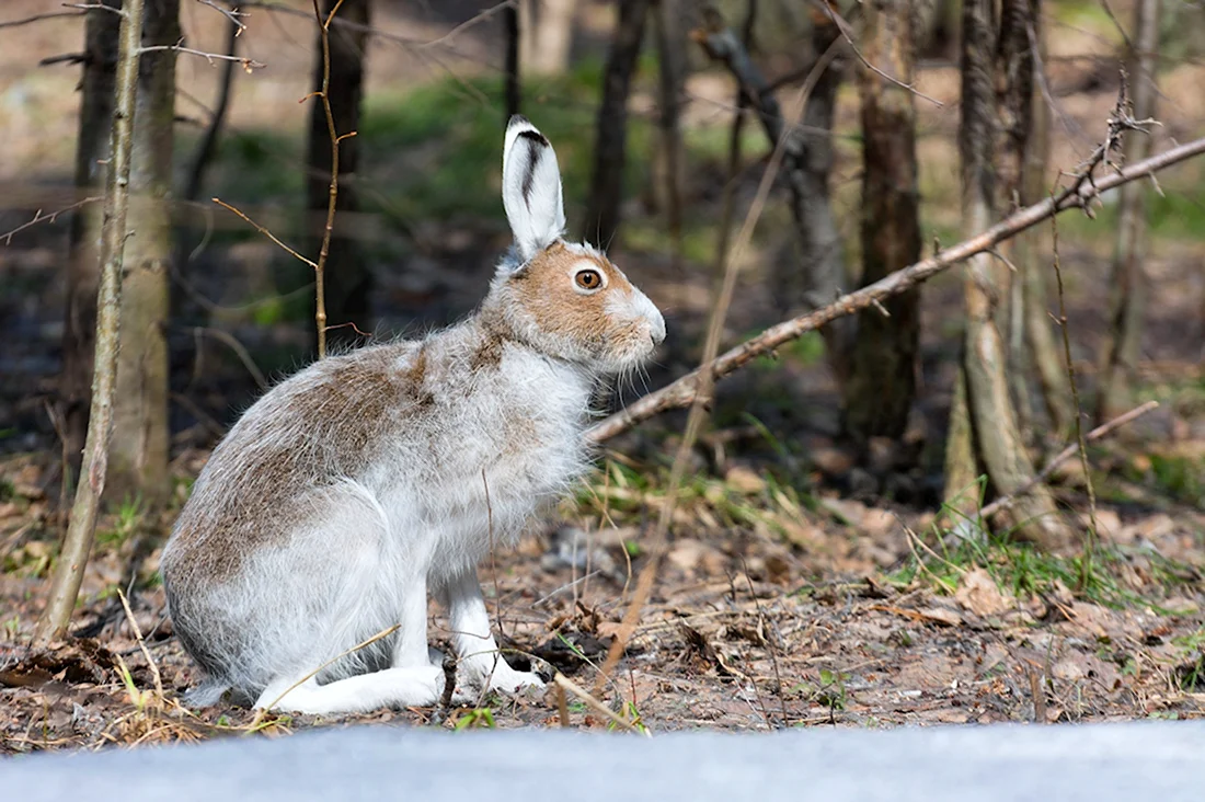 Россия лес зайцы. Красивые картинки животных