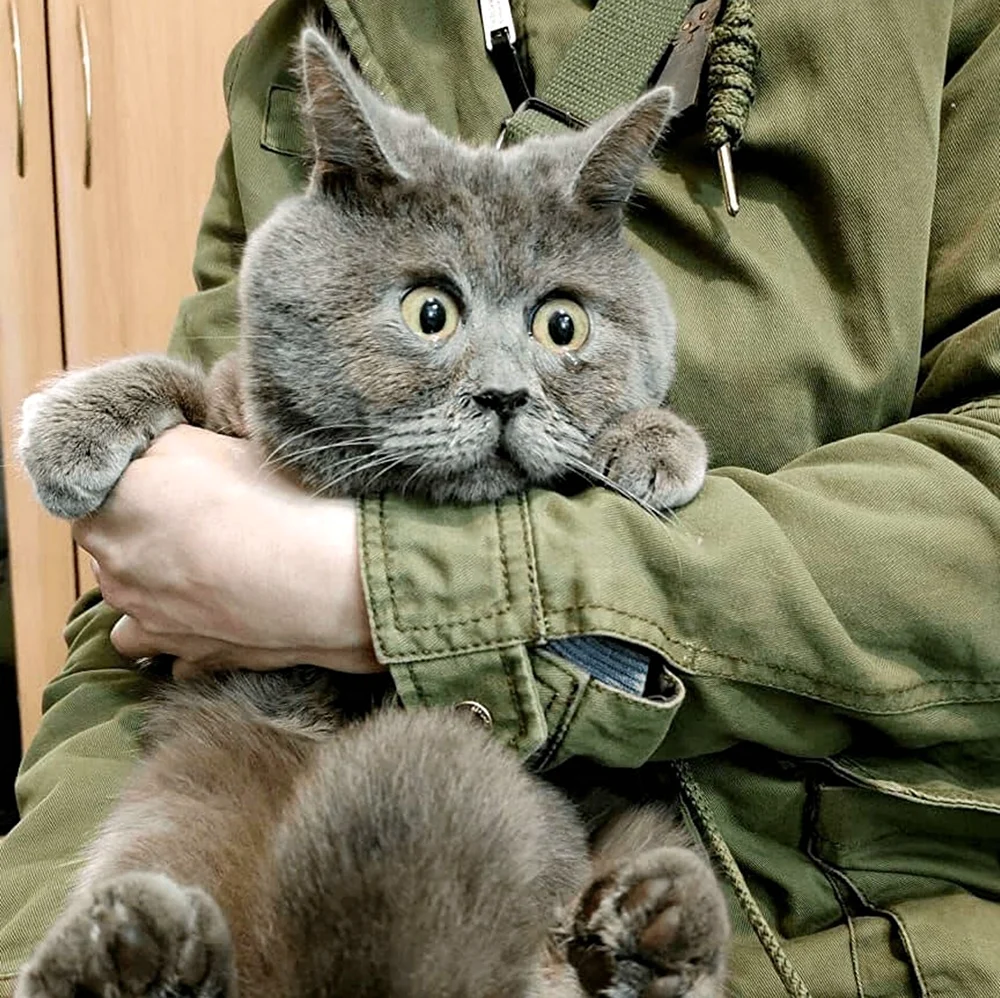 Ростовский кот Федя. Красивое животное