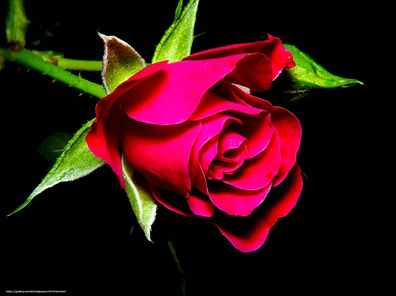 Роза. Красивая картинка