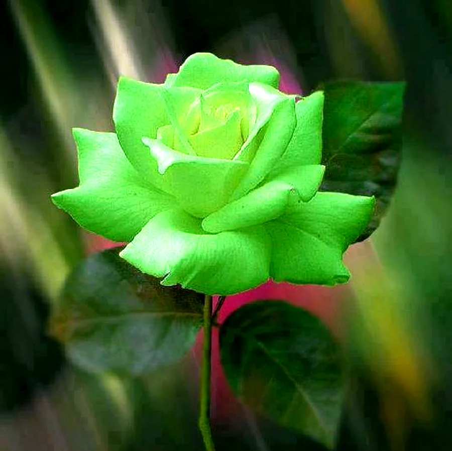 Роза АННАКИРА зеленая. Красивая картинка
