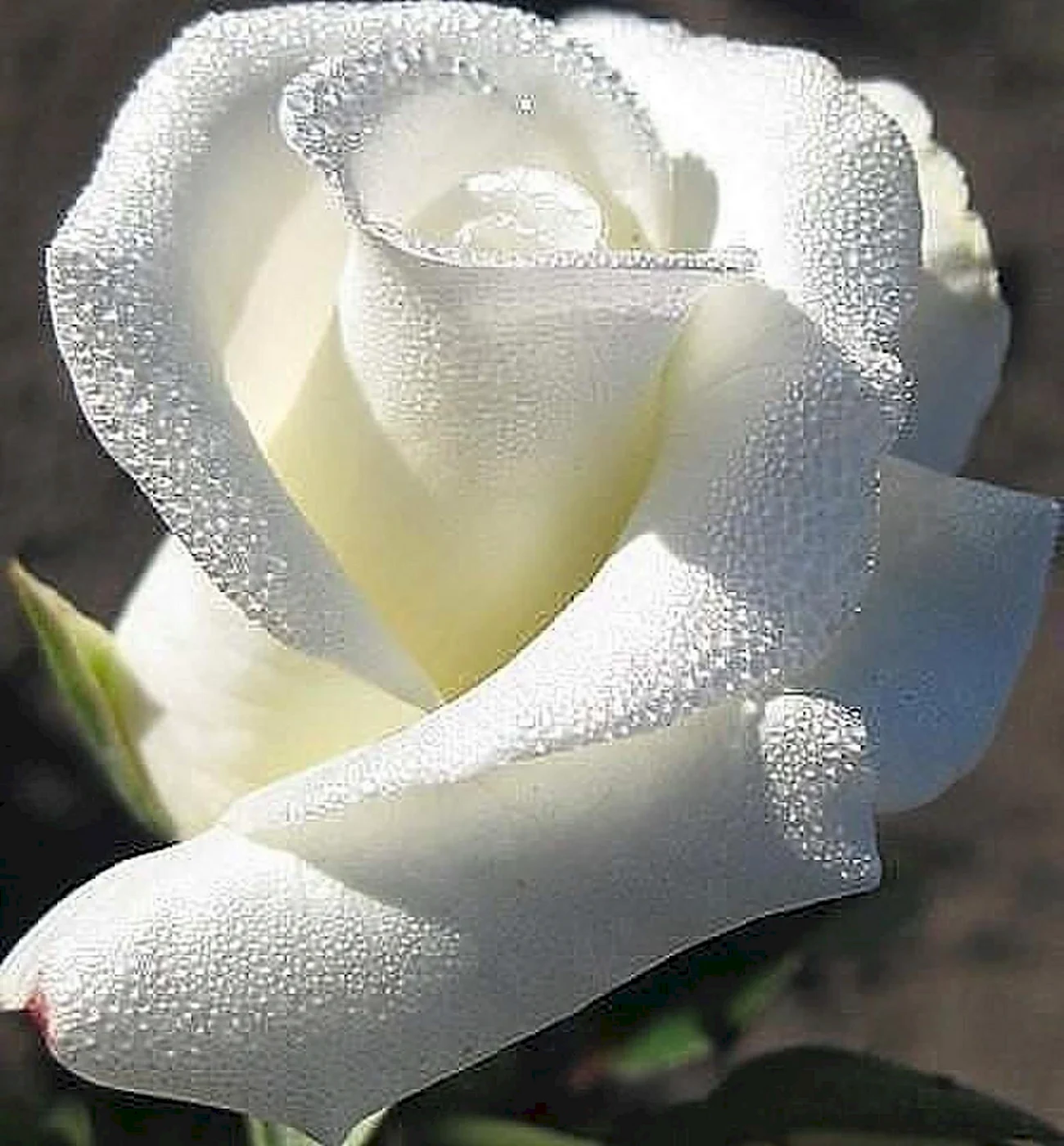 Роза Аваланж белая. Красивая картинка