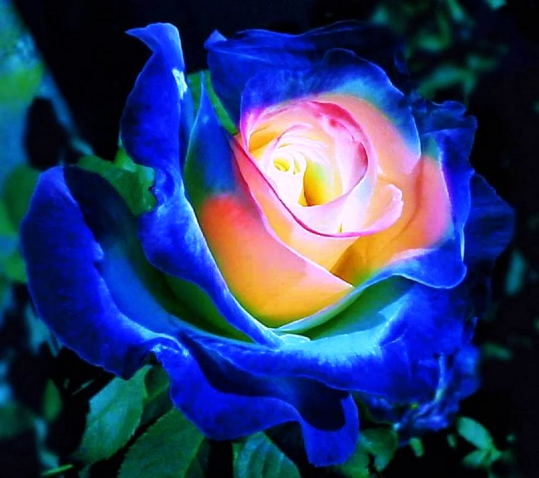 Роза Блю сапфир. Красивая картинка