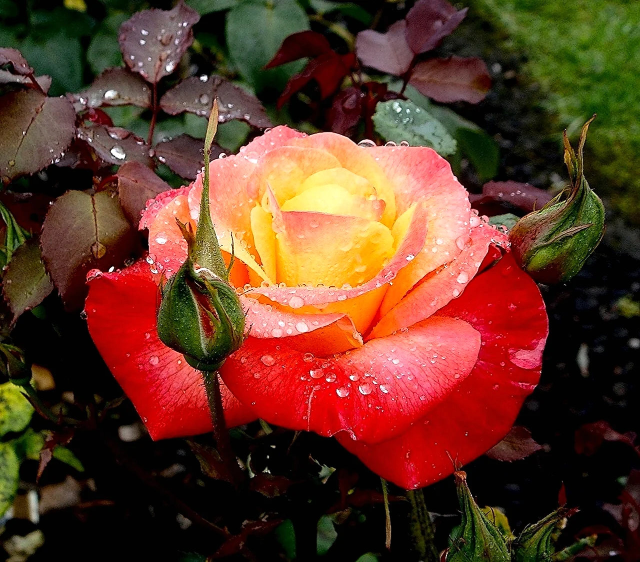 Роза чайно гибридная Солнцедар. Красивая картинка