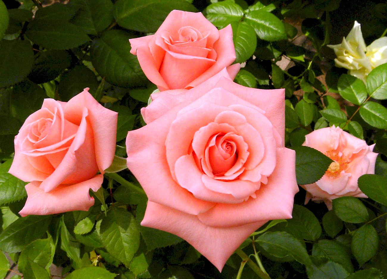 Роза чайно-гибридная Нобилис. Красивая картинка