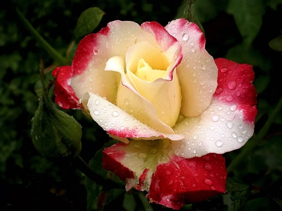 Роза чайно-гибридная Осирия. Красивая картинка