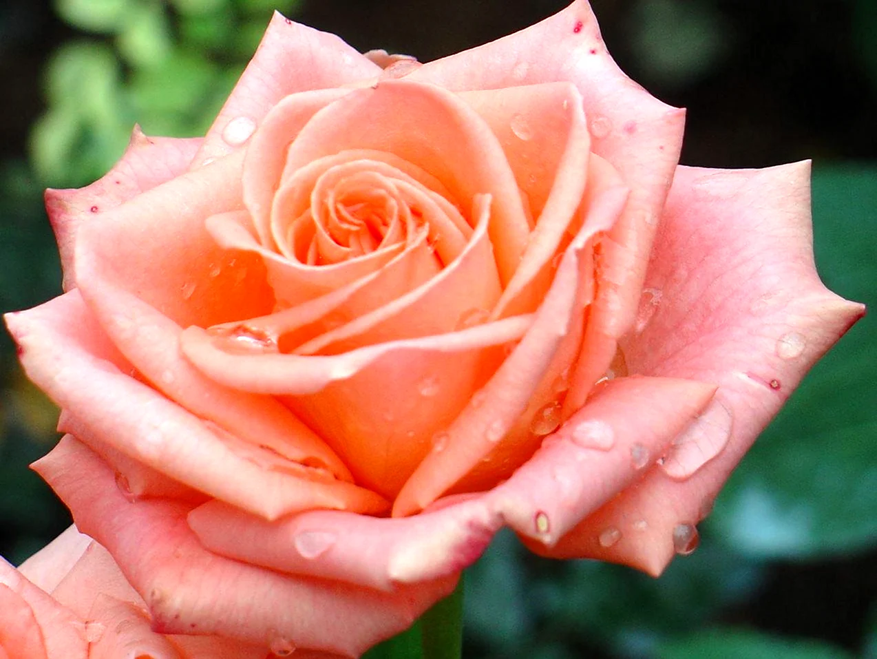 Роза чайно-гибридная Пикуба. Красивая картинка