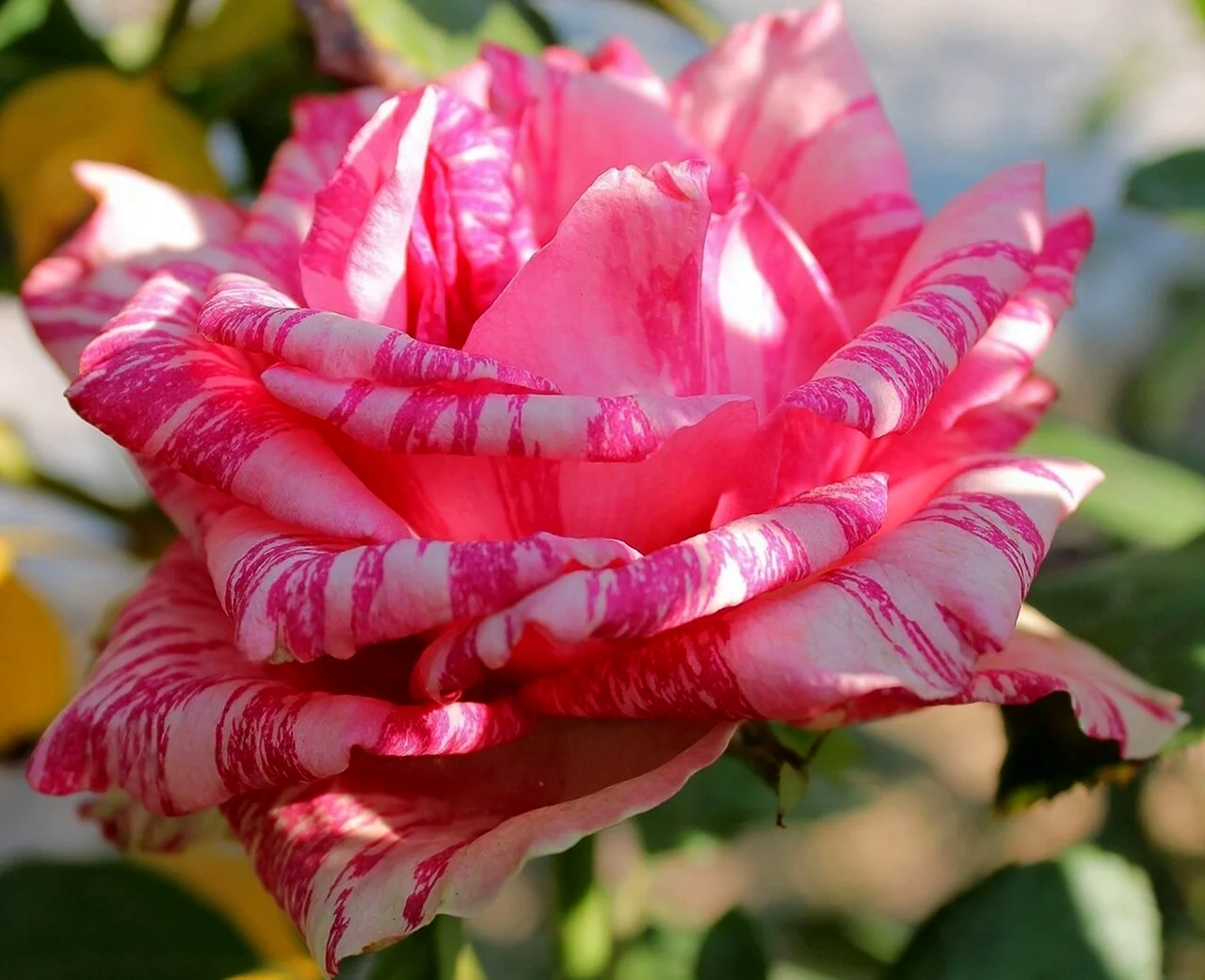 Роза чайно-гибридная Пинк интуишн. Красивая картинка