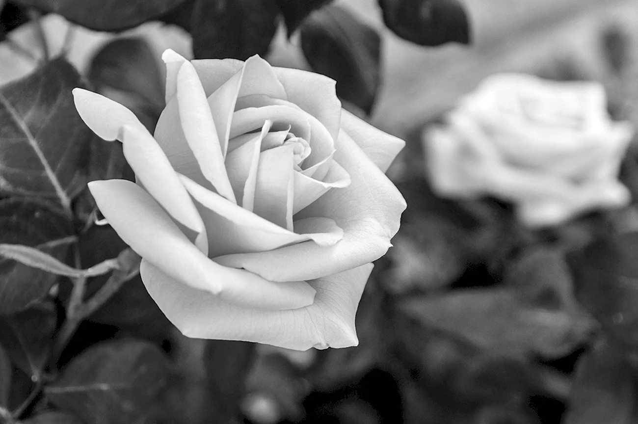 Роза черно белая. Красивая картинка