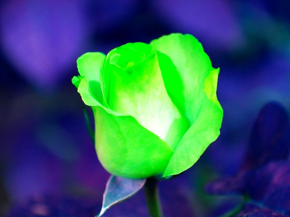 Роза Джоди зеленая. Красивая картинка
