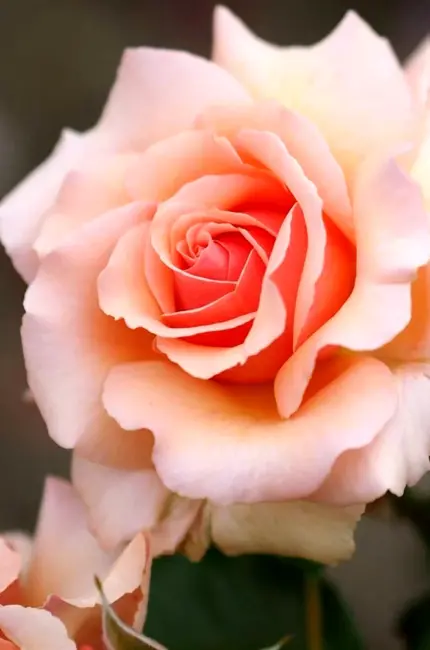 Роза флорибунда кремовая. Красивая картинка