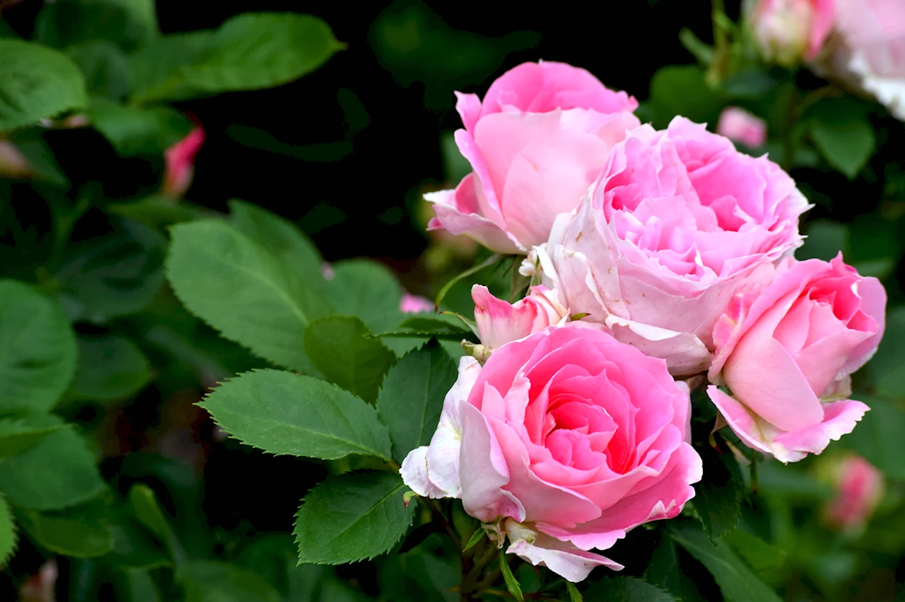 Роза флорибунда Пинк. Красивая картинка