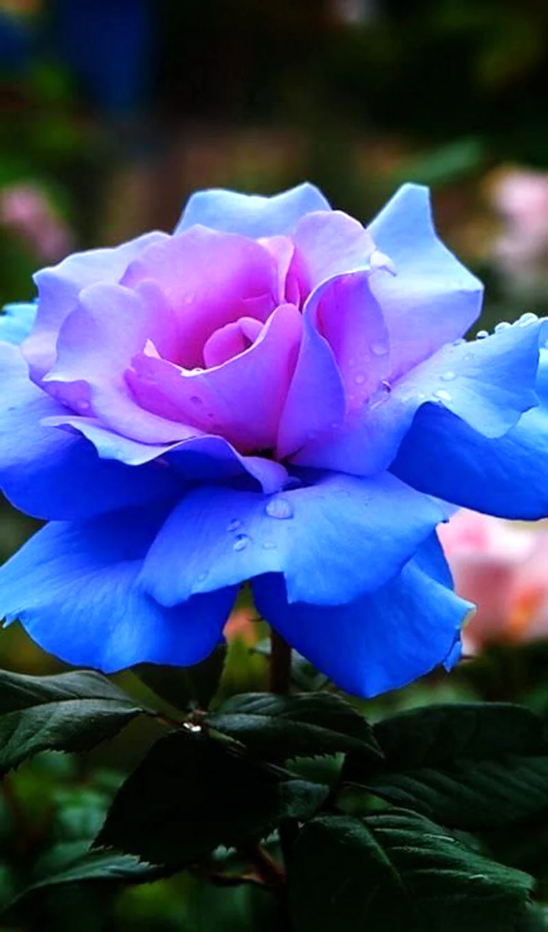 Роза голубая Лагуна. Красивая картинка