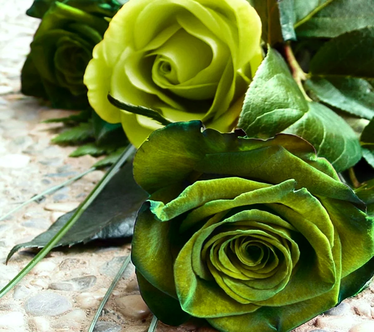 Роза Грин Роуз. Красивая картинка
