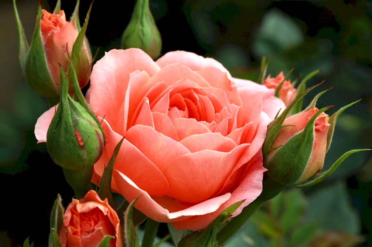 Роза каоликазали. Красивая картинка