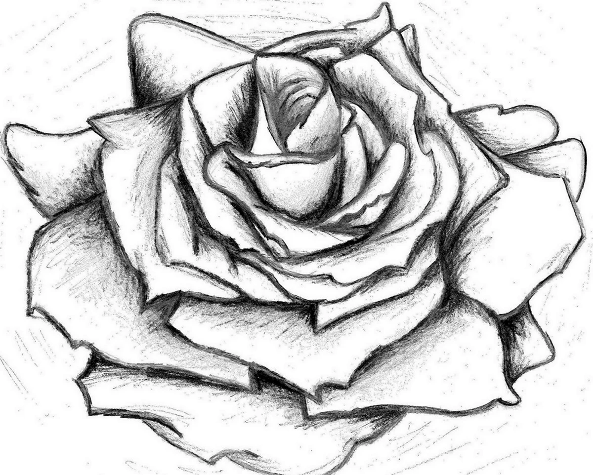 Роза карандашом. Для срисовки