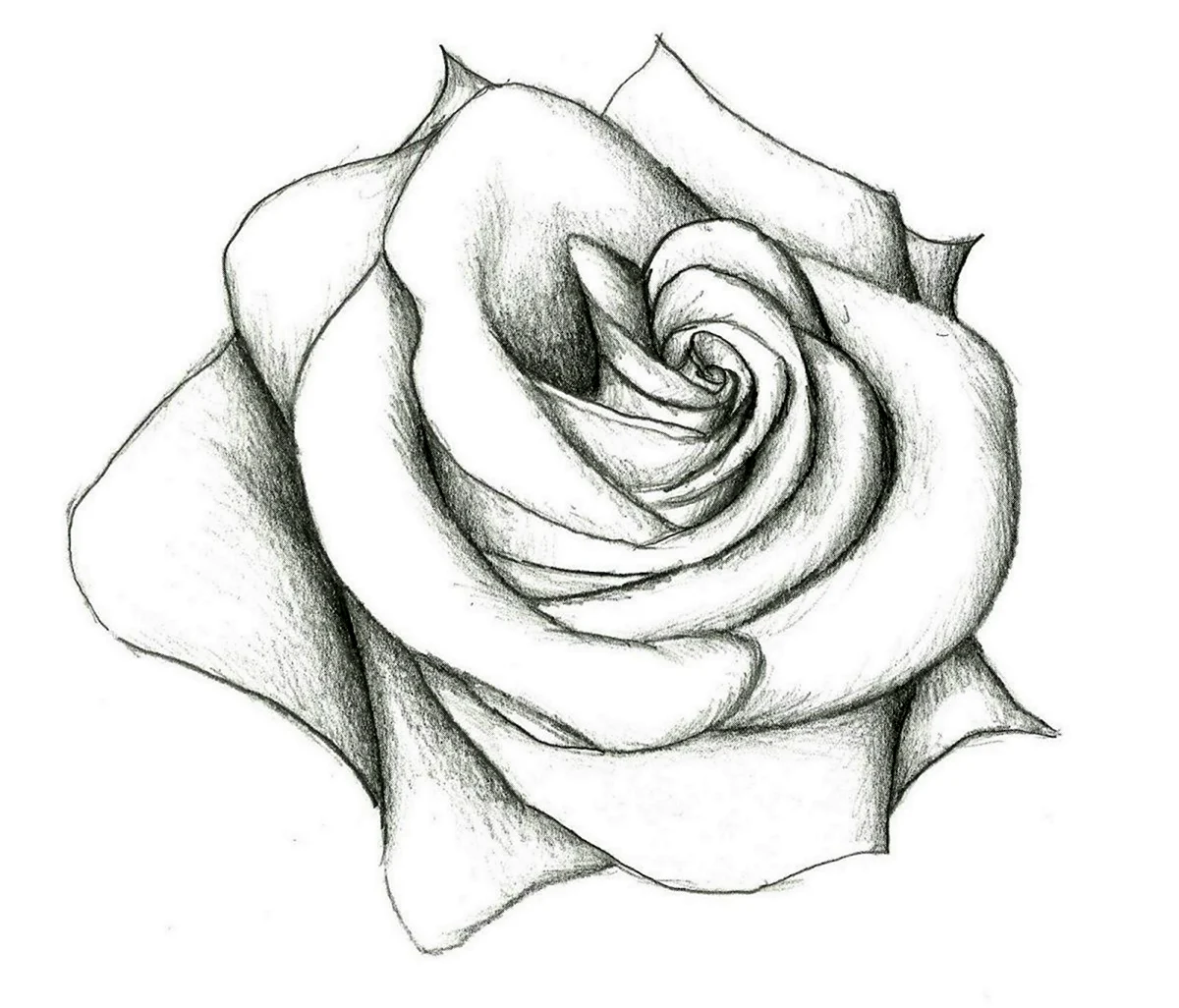 Роза карандашом. Красивая картинка
