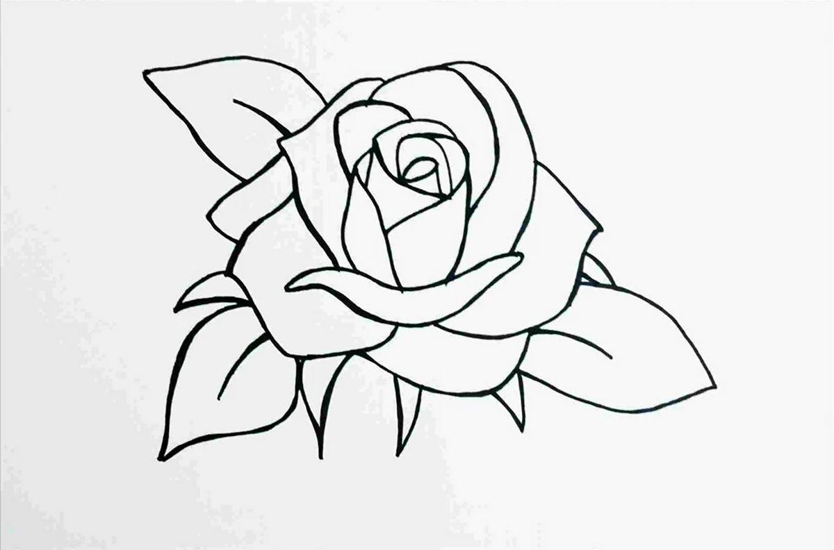 Роза карандашом для срисовки легко. Для срисовки