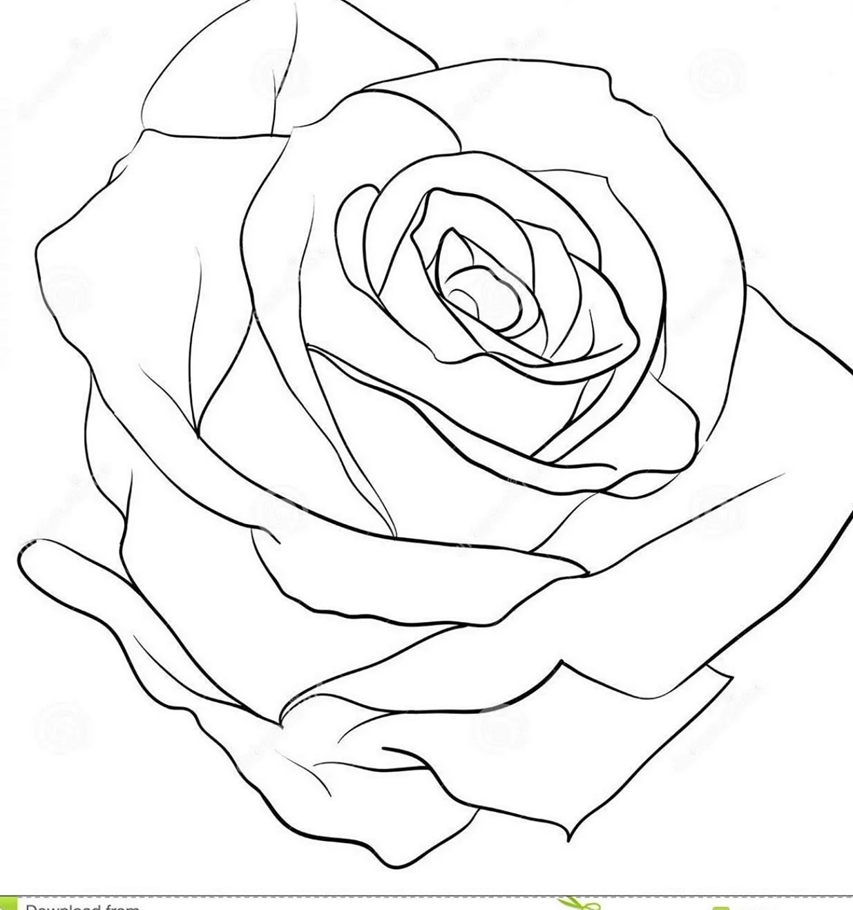 Роза контурный рисунок. Для срисовки