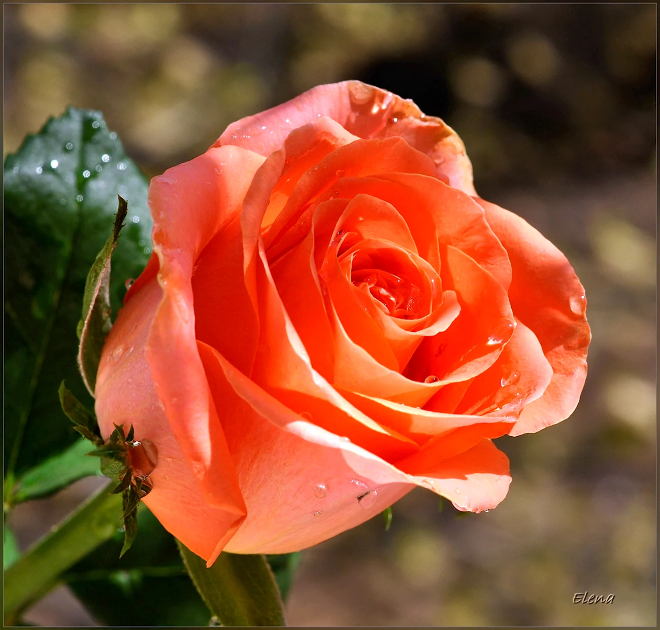 Роза Корал Лионс-Розе. Красивая картинка