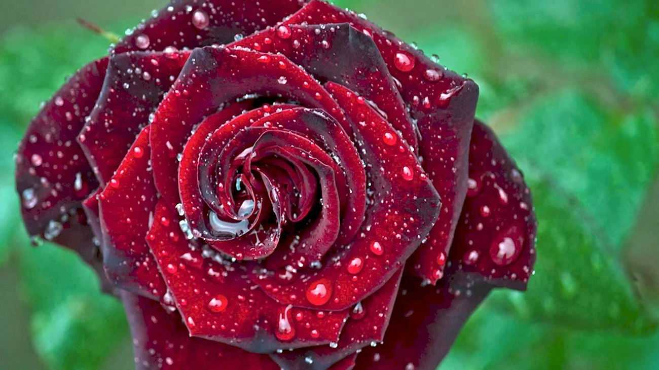 Роза Королевский бархат грандифлора. Красивая картинка