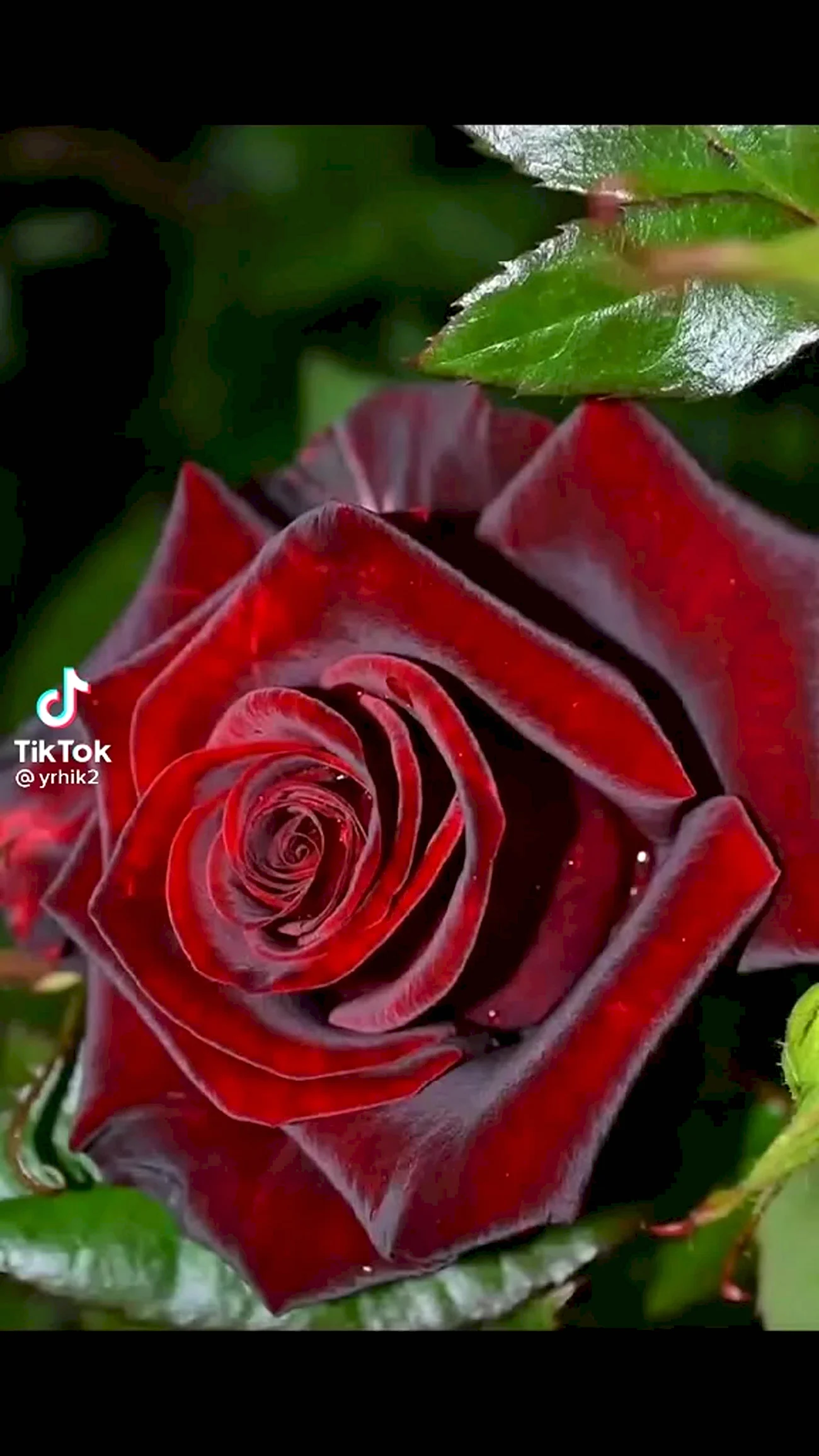 Роза Королевский бархат грандифлора. Красивая картинка