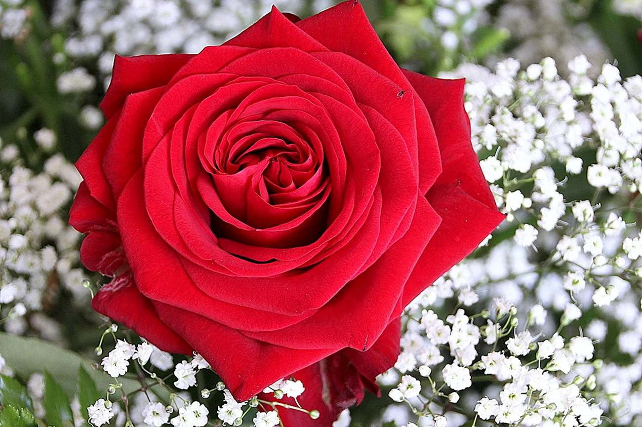 Роза красный 3ной. Красивая картинка