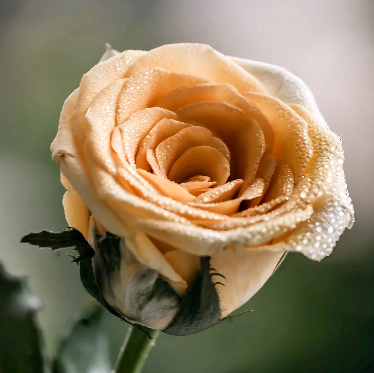 Роза кремовая. Красивая картинка
